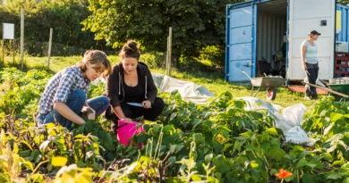 ingiltere allotment kiralama ve hobi bahçesi