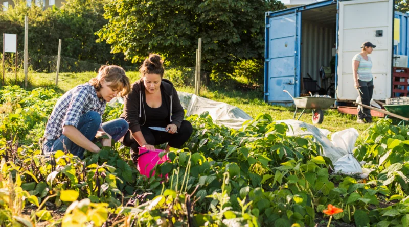 ingiltere allotment kiralama ve hobi bahçesi