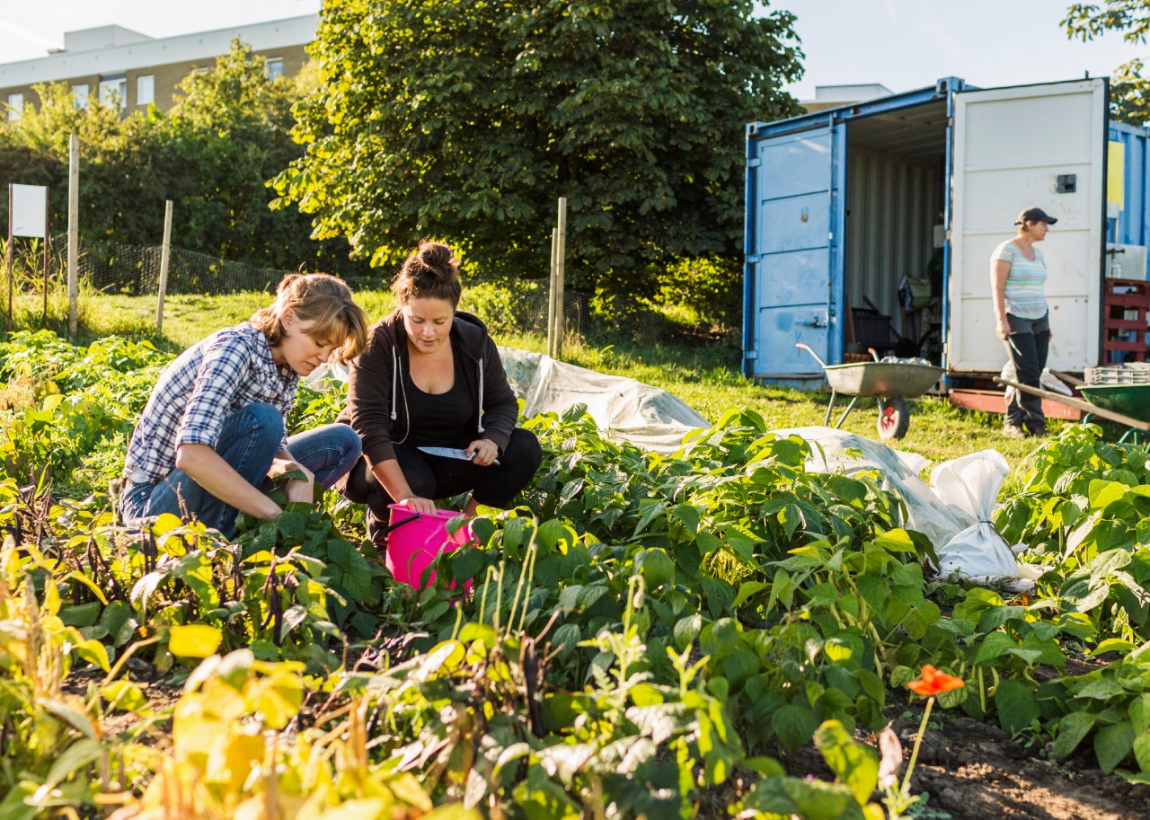 İngiltere Allotment Kiralama 2026: Hobi Bahçesi ve Başvuru
