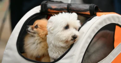 ingiltere evcil hayvan taşıma ve pasaportu