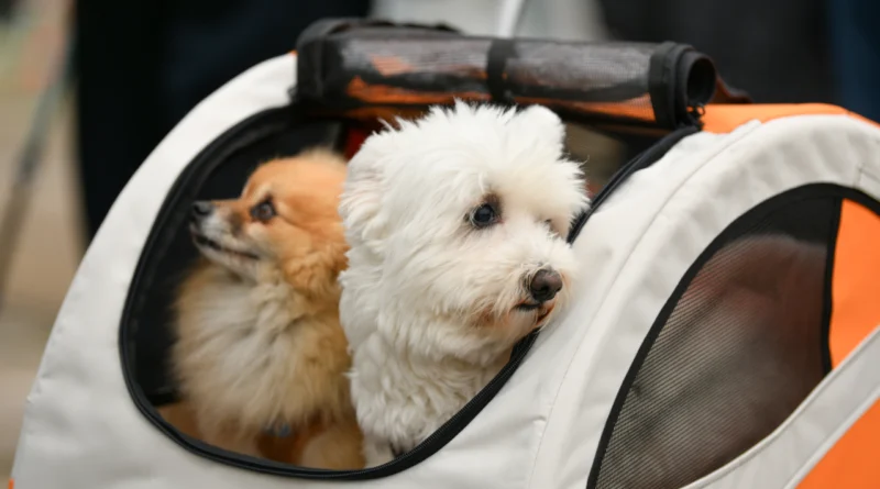 ingiltere evcil hayvan taşıma ve pasaportu