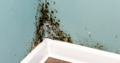 ingiltere kiracı hakları ve kira sözleşmesi