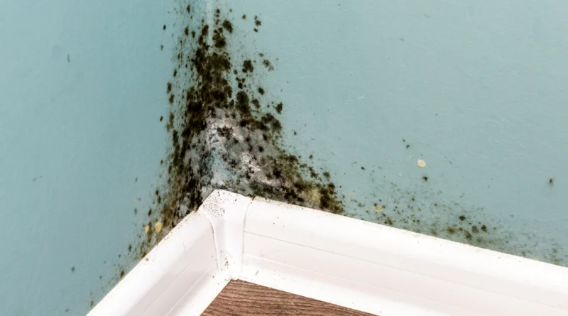 ingiltere kiracı hakları ve kira sözleşmesi